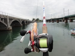 浜名湖オクトパッシング